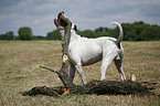 male American Bulldog