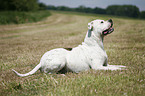 male American Bulldog