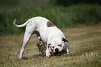 male American Bulldog