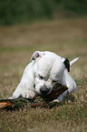 male American Bulldog