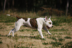 running American Bulldog