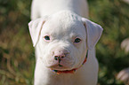 American Bulldog Puppy