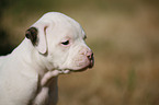 American Bulldog Puppy