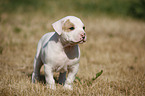 American Bulldog Puppy