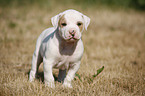 American Bulldog Puppy