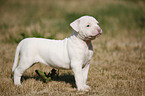 American Bulldog Puppy