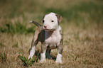 American Bulldog Puppy