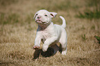 American Bulldog Puppy