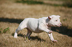 American Bulldog Puppy