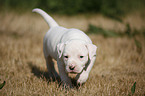 American Bulldog Puppy