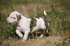 American Bulldog Puppy