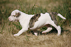 American Bulldog Puppy