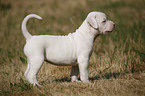 American Bulldog Puppy