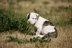 American Bulldog Puppy