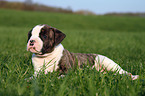 American Bulldog Puppy