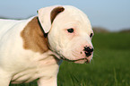 American Bulldog Puppy