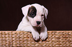 American Bulldog Puppy