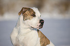 American Bulldog Portrait