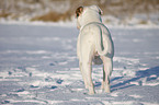 American Bulldog in snow