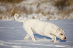 running American Bulldog