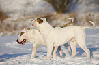 American Bulldogs