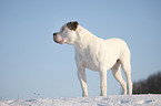 American Bulldog in snow