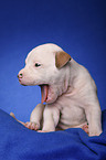 yawning American Bulldog Puppy