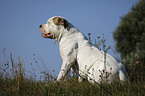 male American Bulldog