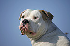 male American Bulldog