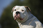 male American Bulldog