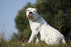 male American Bulldog