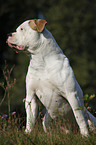 male American Bulldog