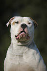 male American Bulldog