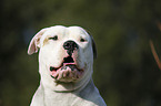 male American Bulldog