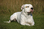 male American Bulldog