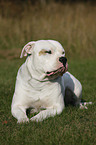 male American Bulldog