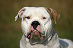 male American Bulldog