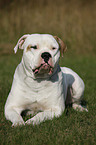 male American Bulldog