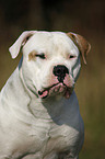 male American Bulldog