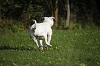 male American Bulldog