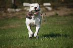 male American Bulldog