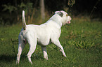 male American Bulldog