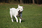 male American Bulldog