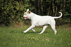 male American Bulldog