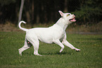 male American Bulldog