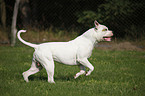 male American Bulldog