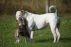 American Bulldogs