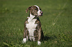 American Bulldog