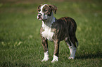 American Bulldog