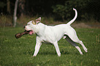 male American Bulldog